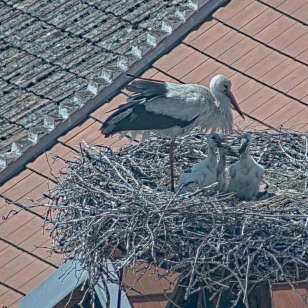 Ein Storch steht in einem großen Nest auf einem Dach und füttert drei Küken.