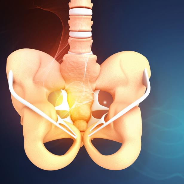 Human hip, pelvis anatomy