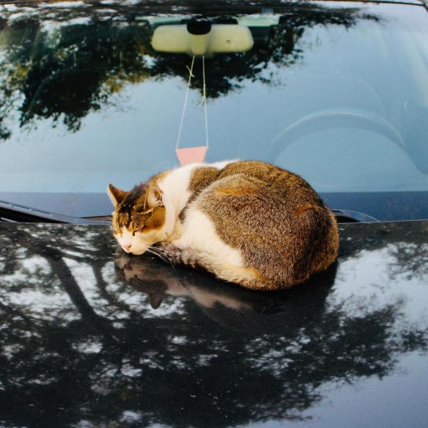 Katze tagsüber auf einem Auto