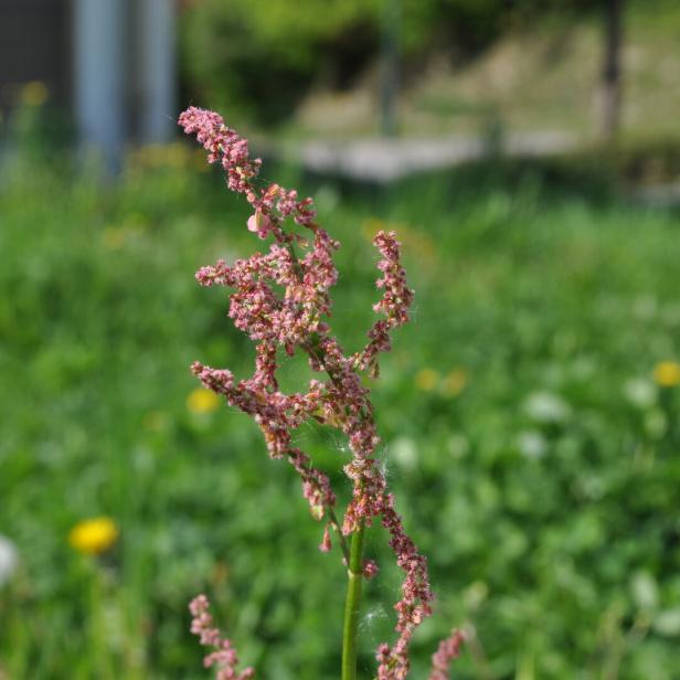 Ein Stängel mit kleinen rosa Blüten steht vor unscharfem grünen Gras und vereinzelten gelben Blüten.