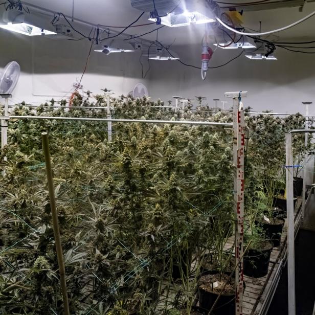 Viele Cannabispflanzen wachsen in Töpfen unter künstlicher Beleuchtung in einem Indoor-Gewächshaus.