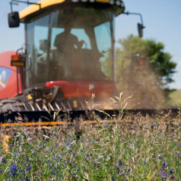Traktor mäht eine blühende Wiese bei sonnigem Wetter.