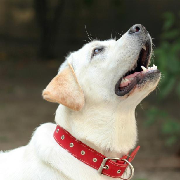 Hund mit rotem Halsband blickt nach oben und hat das Maul geöffnet.