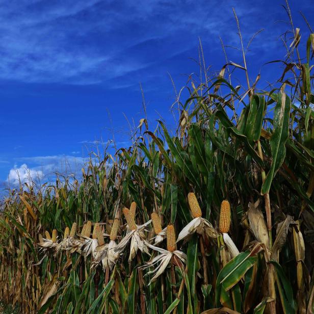 BRAZIL-AGRICULTURE-HARVEST-CORN