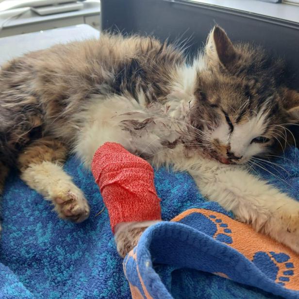 Verletzte, erschöpfte Katze mit Verband an der Vorderpfote liegt auf einer bunten Decke und wirkt schwach.