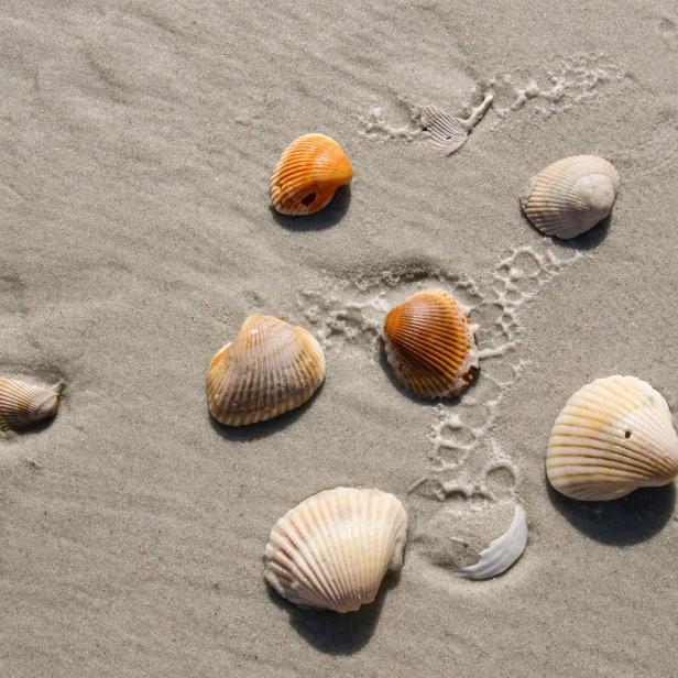 Muscheln und feiner Sand liegen auf einem sonnigen Strand.