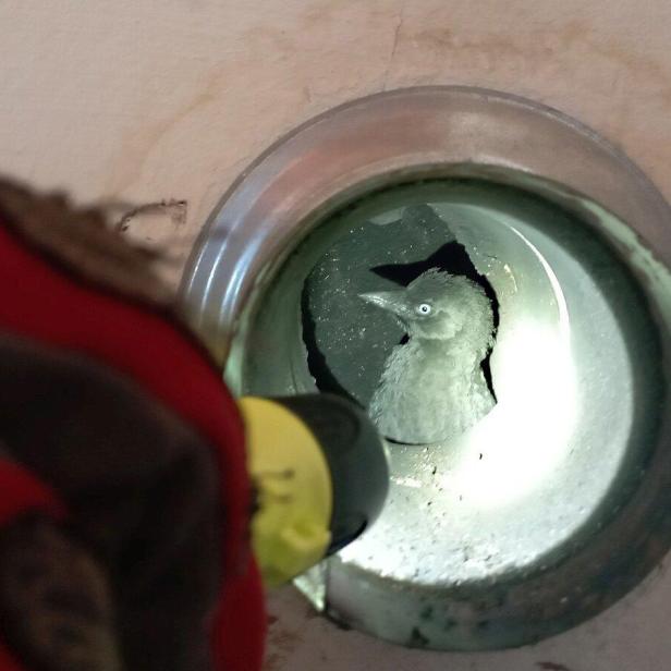 Ein Vogel sitzt in einem Metallrohr, das von einer Person mit einer Taschenlampe beleuchtet wird.