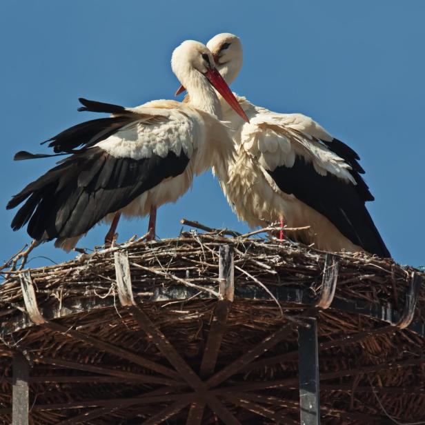 White storks on the nest in Rust, Burgenland, Austria, Europe