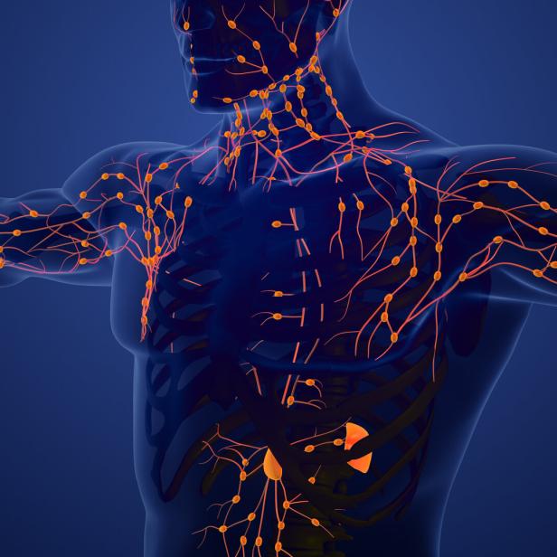 Lymphatic System Structure in Humans