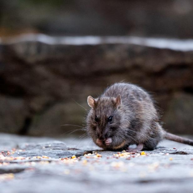 Kleine Ratte sitzt auf gepflastertem Boden und frisst.