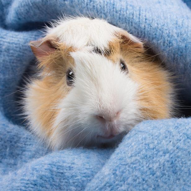 Ein Meerschweinchen kuschelt sich in eine hellblaue Wolldecke.