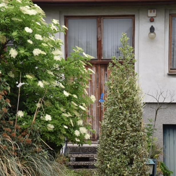 Eine Aufnahme von der Tür eines alten Hauses, im Vordergrund ist ein Hollunderstrauch.