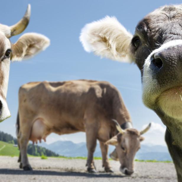 Drei Kühe stehen auf einer Wiese, zwei davon nah im Vordergrund, eine frisst Gras im Hintergrund.
