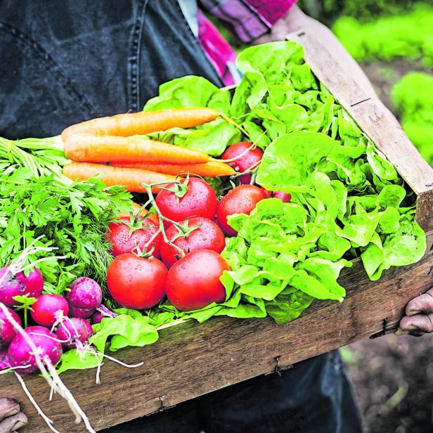 Hands holding a grate full of fresh vegetables