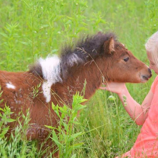 Kind streichelt ein kleines Pony auf einer Wiese.