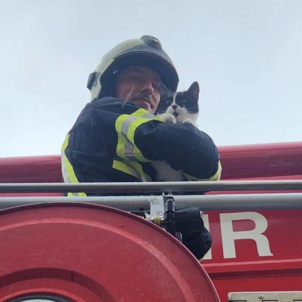 Ein Feuerwehrmann hält eine Katze