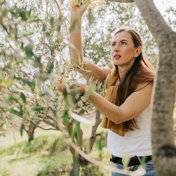Frau erntet Oliven von einem Baum in einem sonnigen Olivenhain.