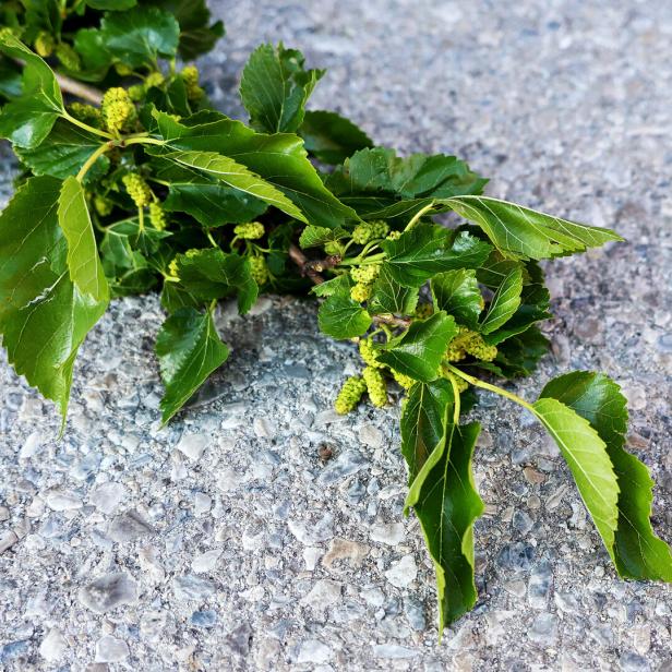 Ein grüner Zweig mit glänzenden Blättern und unreifen, gelblichen Früchten liegt auf grauem Steinboden.