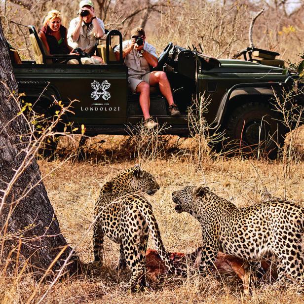 Zwei Leoparden fressen an einer Beute im trockenen Gras, während Menschen im Safarifahrzeug sie beobachten.