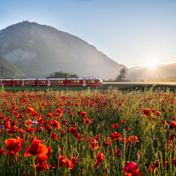 Roter Zug fährt bei Sonnenaufgang an einem Mohnblumenfeld vor Alpenkulisse vorbei.