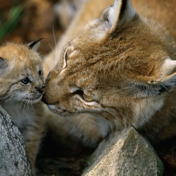 Ein Luchs-Muttertier stupst zärtlich ihr kleines Junges an, während beide zwischen Felsen ruhen.