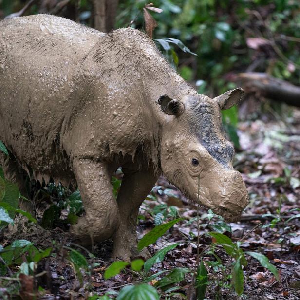 Ein Sumatra-Nashorn läuft mit schlammverkrusteter Haut durch den dichten Regenwald.