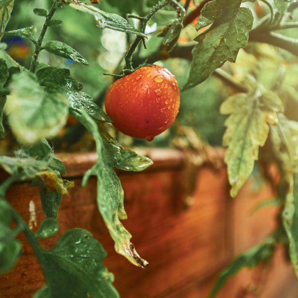 Eine einzelne, mit Wassertropfen benetzte rote Tomate im Hochbeet