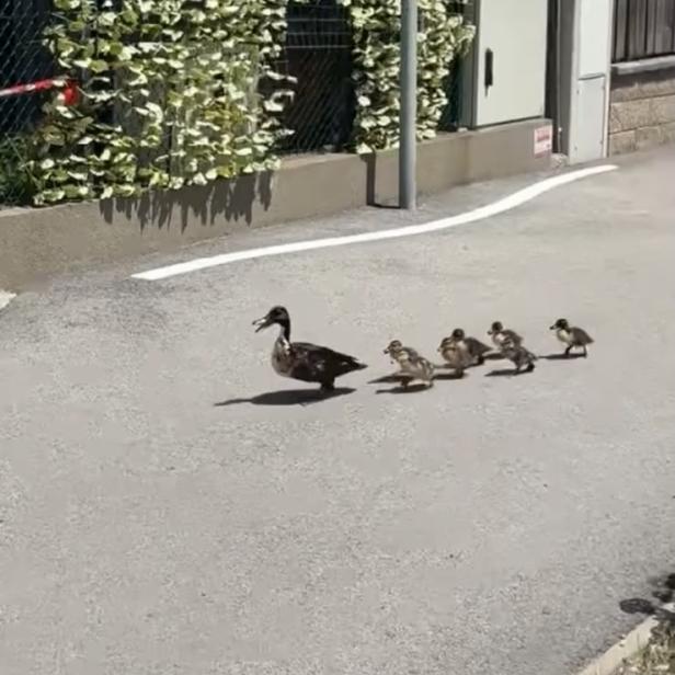 Ente mit Küken überqueren eine ruhige Straße.