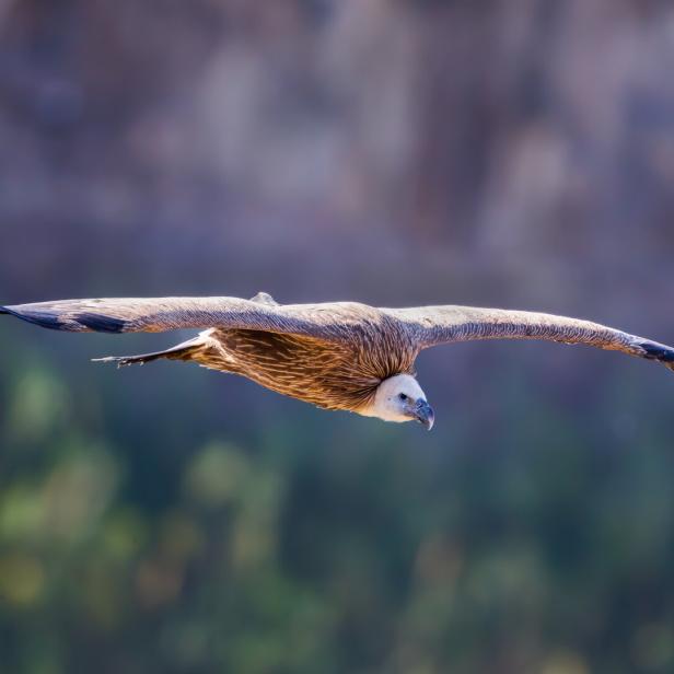 Ein Gänsegeier fliegt mit ausgebreiteten Flügeln vor einem unscharfen Hintergrund.