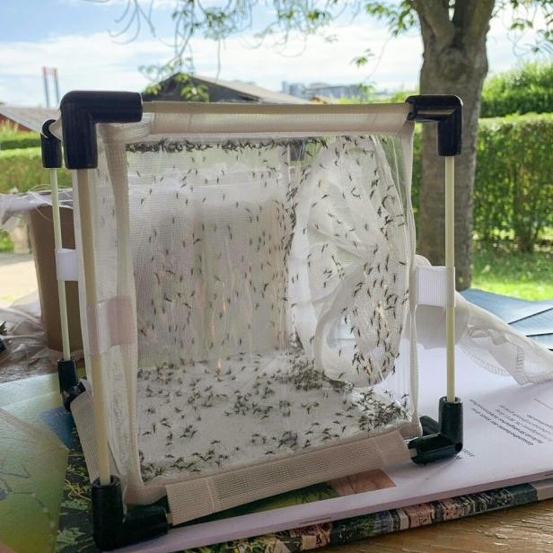 Ein Käfignetz mit vielen kleinen Mücken steht draußen auf einem Tisch.