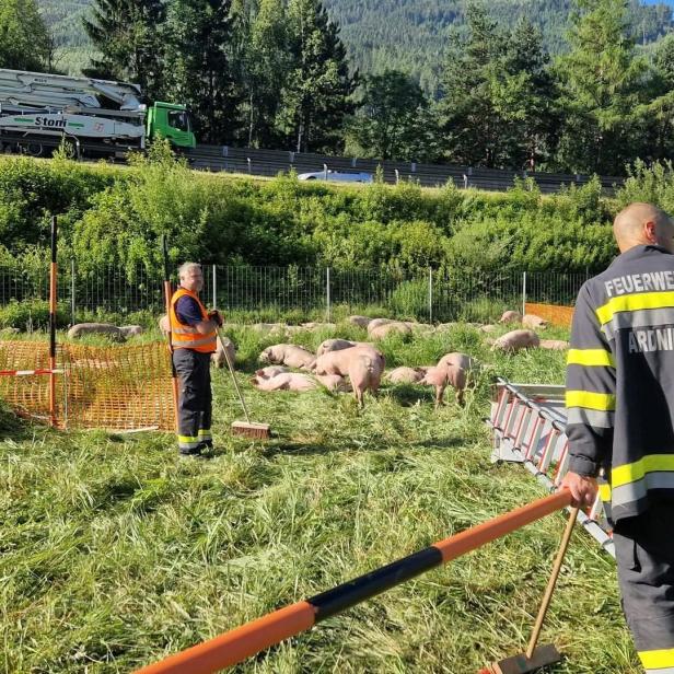 Feuerwehrleute sichern mehrere Schweine auf einer eingezäunten Wiese neben einer Straße.