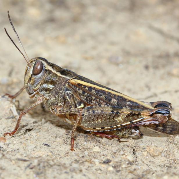 Calliptamus italicus, the Italian locust, ina natural habitat