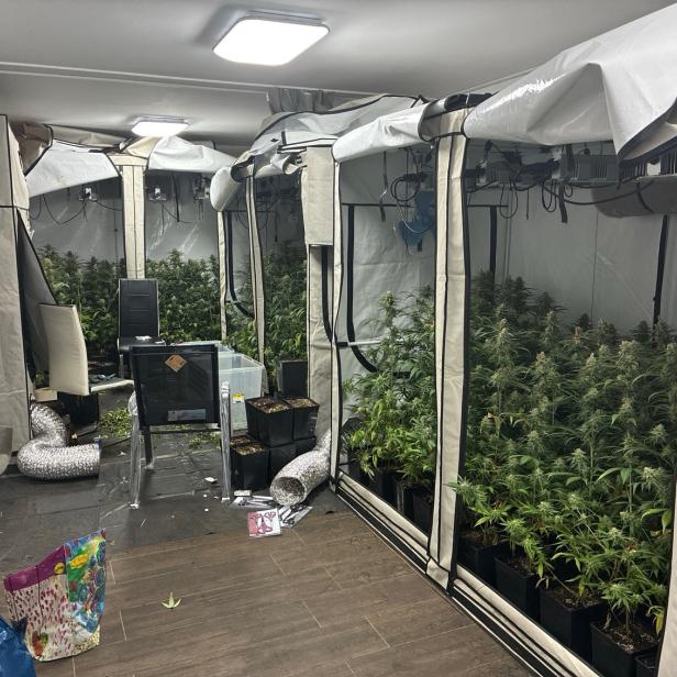 Cannabisplantage in Keller in NÖ entdeckt