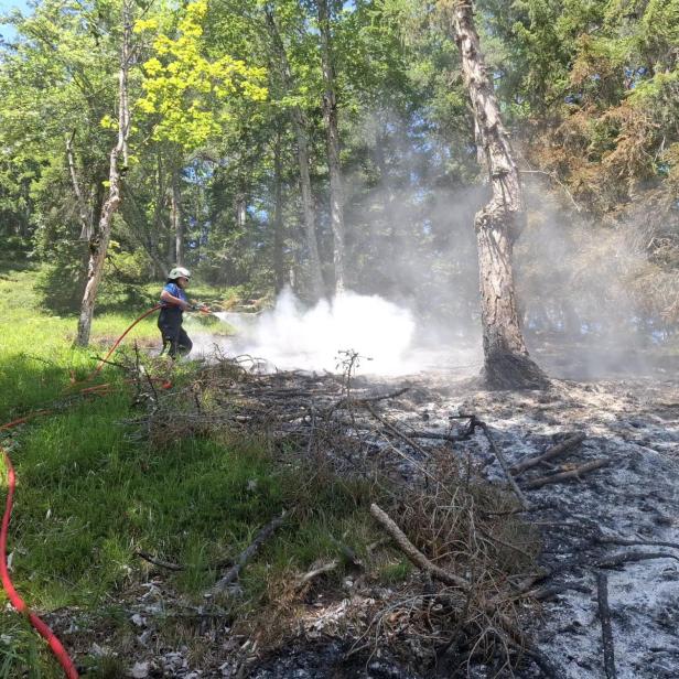 Feuerwehrmann löscht Waldboden mit Schlauch im verbrannten Waldgebiet.
