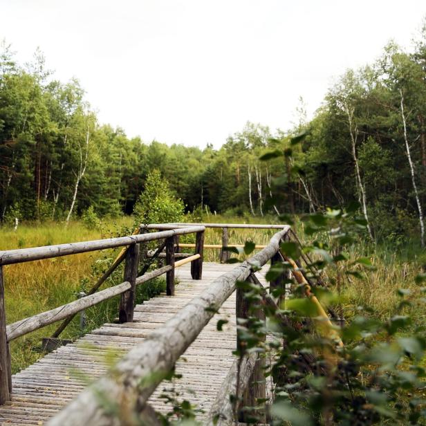 Holzsteg mit Geländer führt durch eine grüne Moorlandschaft im Wald.