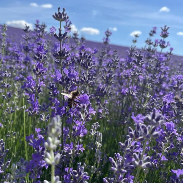 Violette Lavendelblüten, auf die eine Biehne zufliegt.