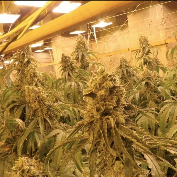 Police operation uncovers underground cannabis farm built inside a former mine near Kyustendil in Bulgaria