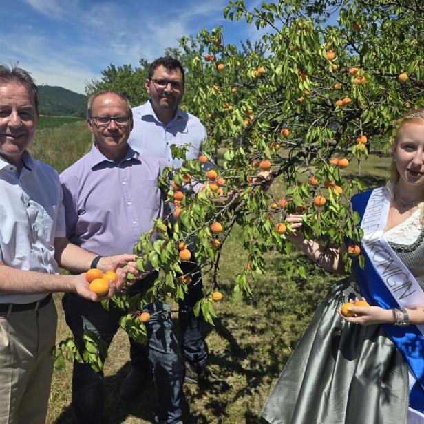 Drei Männer und die Marillenkönigin mit Schärpe und Dirndl ernten gemeinsam reife Marillen von einem Baum in einer sonnigen Obstplantage.