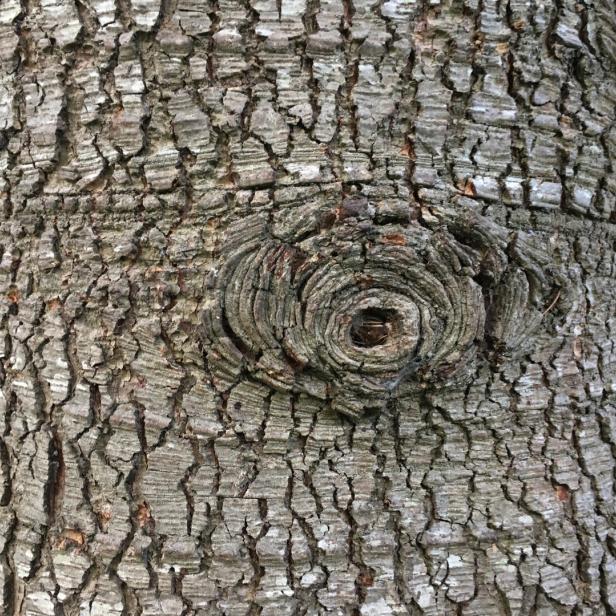 Blue atlas cedar - Bark / trunk
