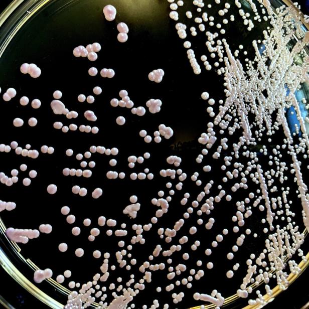Candida glabrata, yeast close up.
