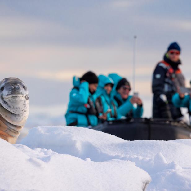 Antarktis-Expedition von Wien: Eine 24-tägige Expeditionsreise mit der SH Diana führt 2027 zu Eisbergen, Pinguinkolonien und Südgeorgien.