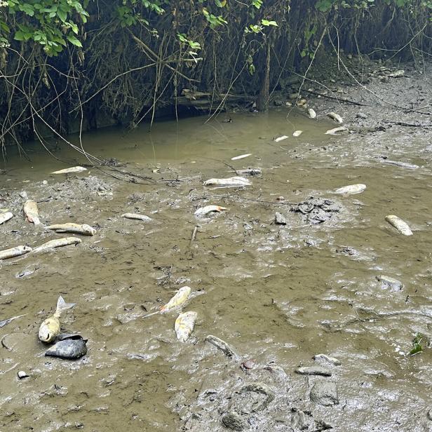 verendete Fische
