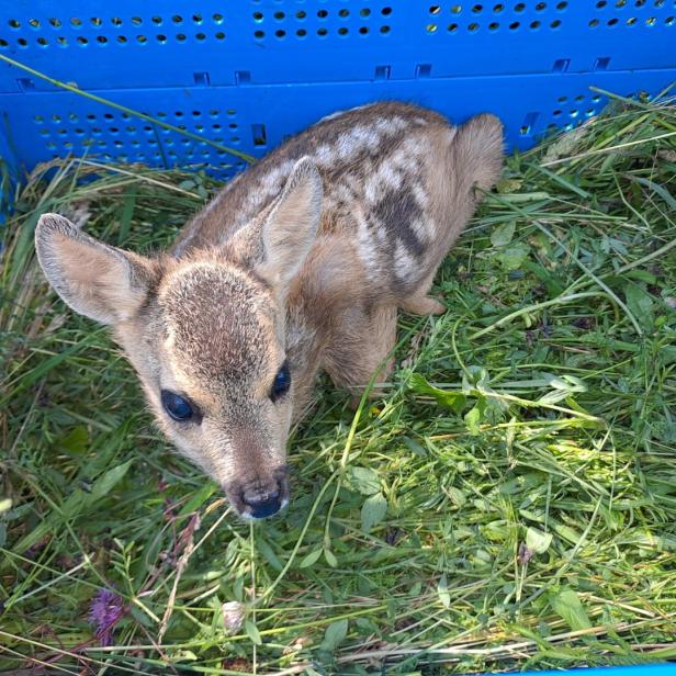 Junges Rehkitz sitzt in einer blauen Kiste auf Gras und blickt nach oben.