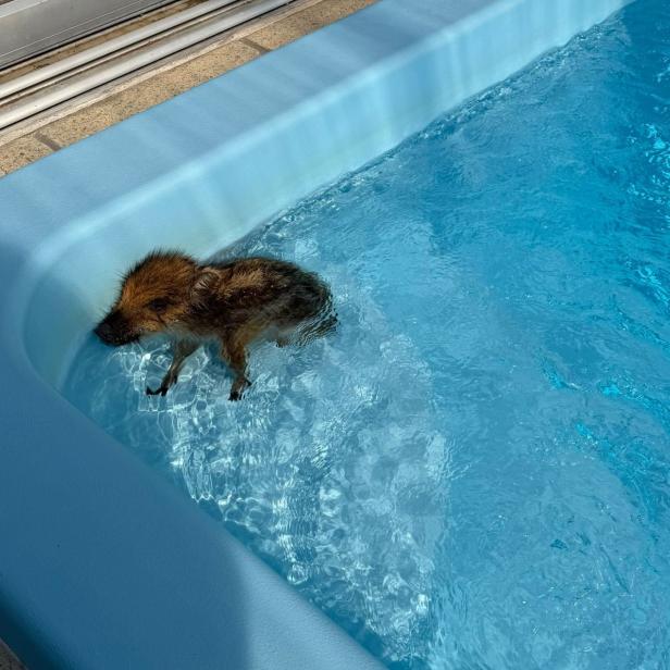 Frischling im Pool