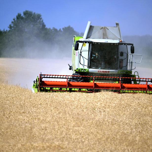 Ein Claas Lexion Mähdrescher erntet bei sonnigem Wetter ein goldenes Getreidefeld und wirbelt dabei Staub auf.