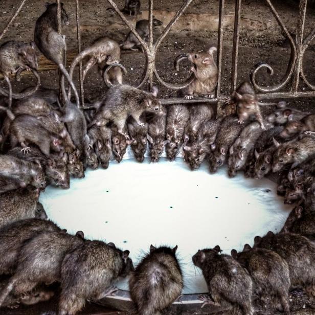 Holy rats at Karni Mata temple, Deshnoke, near Bikaner, Rajasthan, northern India