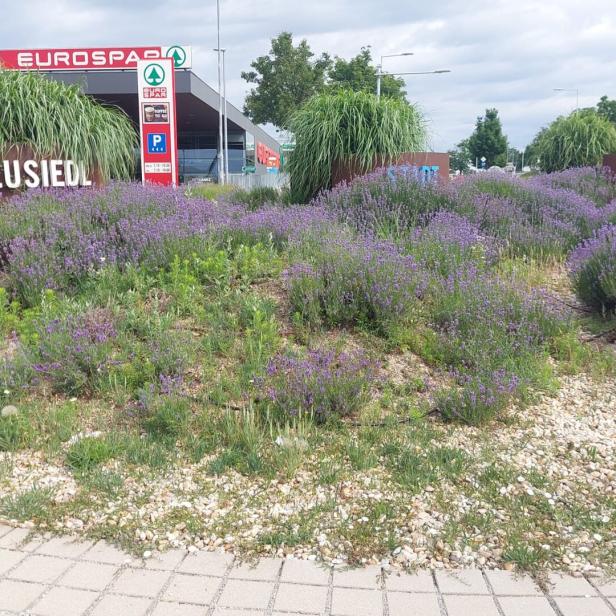 Ein mit Lavendel bepflanzter Kreisverkehr vor einem Eurospar-Markt in Neusiedl am See.