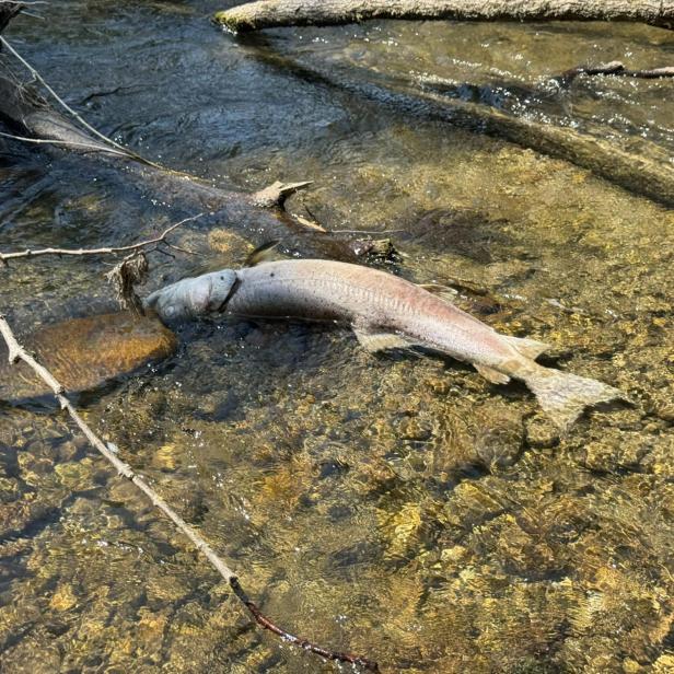 Toter Fisch liegt im flachen Bach zwischen Ästen.