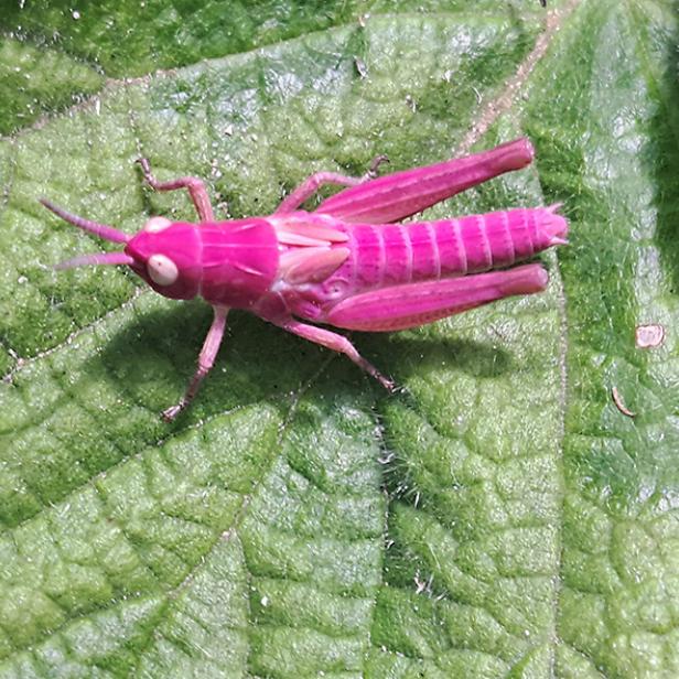 Kräftig rosa gefärbte Grashüpfer-Nymphe auf einem grünen Blatt in Kärnten.