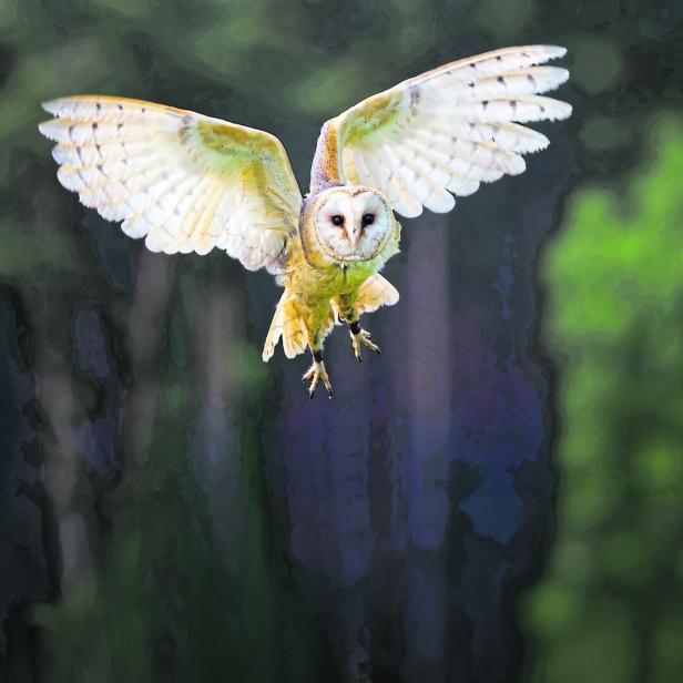 Eine helle Schleiereule fliegt durch den Wald.